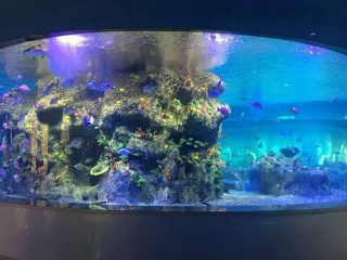 үйлдвэрлэлийн загас загасны аяга, дугуй шилэн савны аквариум