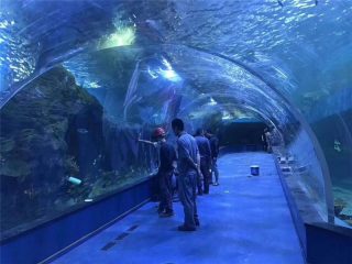 Гаалийн Plexiglass нийлэг туннель аквариум